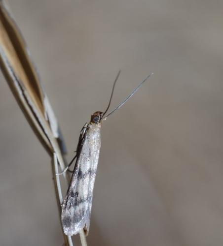 Homoeosoma sinuella